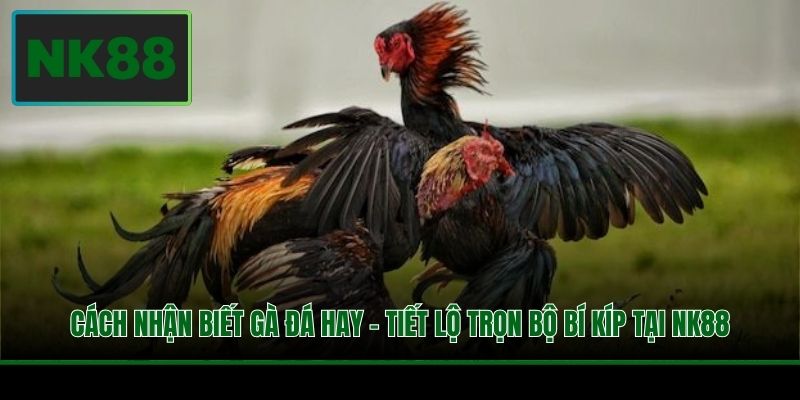 Cách Nhận Biết Gà Đá Hay - Tiết Lộ Trọn Bộ Bí Kíp Tại NK88