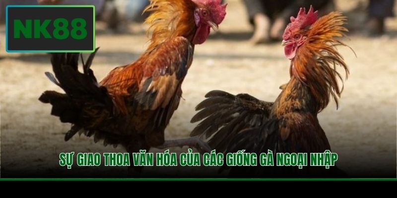 Sự giao thoa văn hóa của các giống gà ngoại nhập