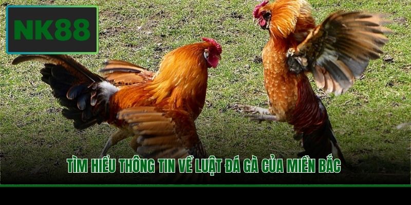 Tìm hiểu thông tin về luật đá gà của miền Bắc 