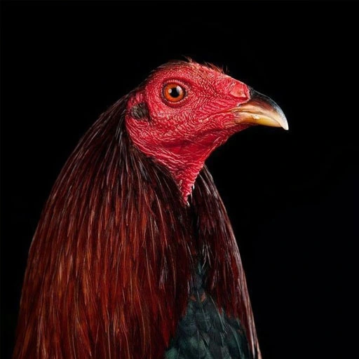 Nhà tiên tri nổi tiếng của tập đoàn OKWIN đánh giá khi tham gia NK88